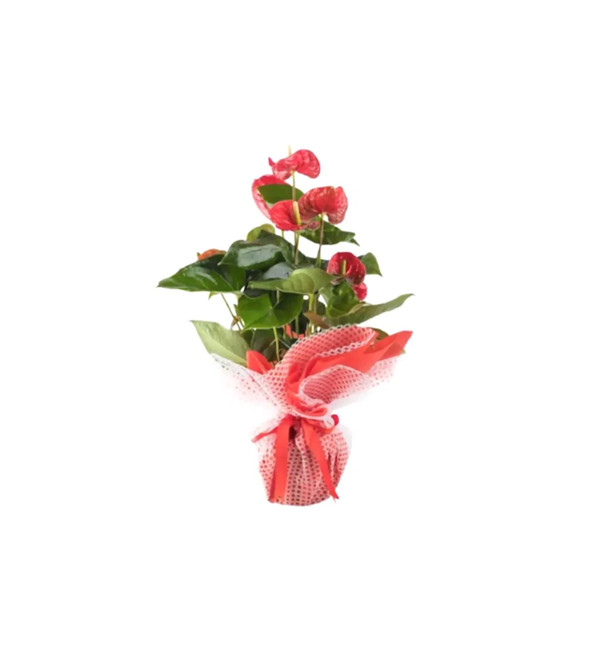 antoryum-cicegi-60cm-kirmizi-kc2207770-1-3cefdbda545f48c1b92feabfc67b197d