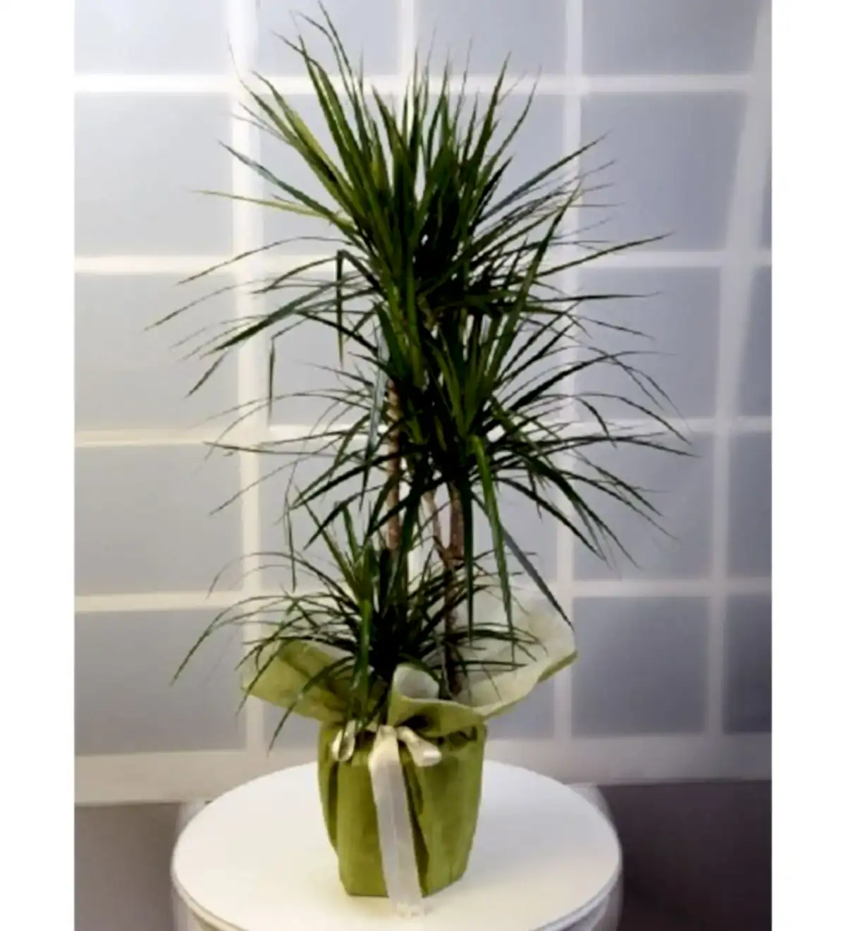 marginata